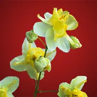 VitalRize Ingredients